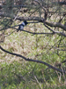 Belted Kingfisher male